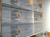 /album/criadouro-estrutura-e-passaros/imagem-020-jpg/